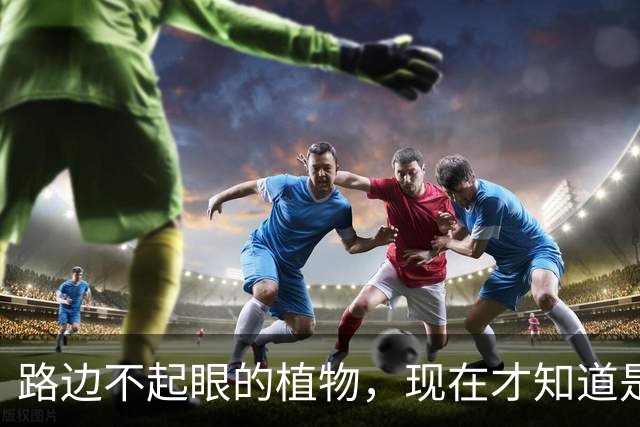 路边不起眼的植物，现在才知道是“土人参”，价值很珍贵，别错过